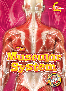 Cover Art for The Muscular System