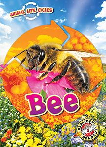 Cover Art for Animal Life Cycles: Bee