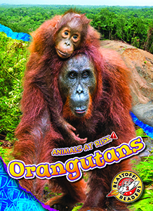 Cover Art for Orangutans
