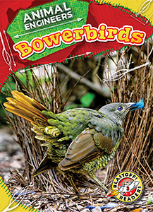 Cover Art for Bowerbirds