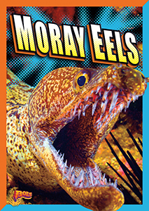Cover Art for Moray Eels
