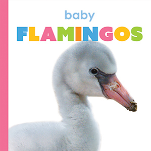 Cover Art for Baby Flamingos