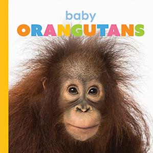 Cover Art for Baby Orangutans