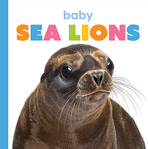 Cover Art for Baby Sea Lions