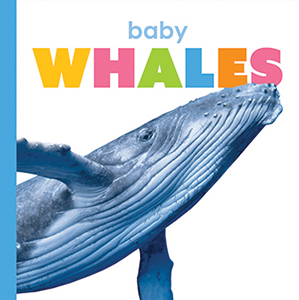 Cover Art for Baby Whales