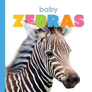 Cover Art for Baby Zebras
