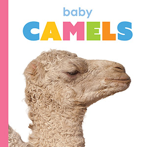 Cover Art for Baby Camels