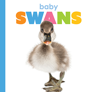 Cover Art for Baby Swans