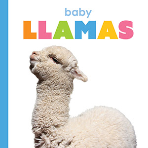 Cover Art for Baby Llamas