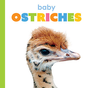 Cover Art for Baby Ostriches