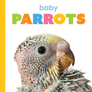 Cover Art for Baby Parrots