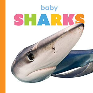 Cover Art for Baby Sharks