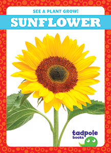 Cover Art for Sunflower
