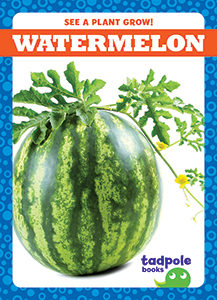Cover Art for Watermelon