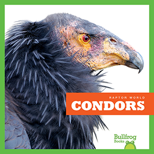 Cover Art for Condors