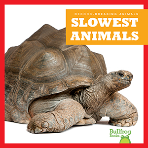 Cover Art for Slowest Animals