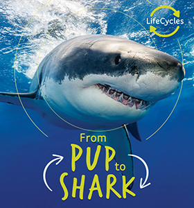 Cover Art for From Pup to Shark