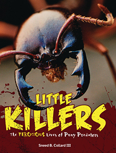Cover Art for Little Killers: The Ferocious Lives of Puny Predators