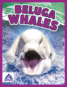 Cover Art for Beluga Whales