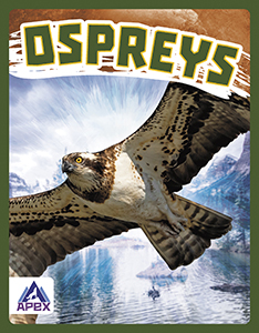 Cover Art for Ospreys